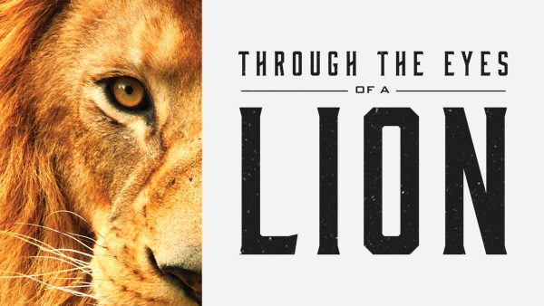 Run to the Roar Image